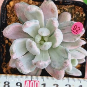 0531発送‐P392 Rolypoly(錦) エケベリア 多肉植物 韓国苗