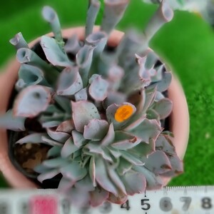 0517発送‐O414 トランペットピンキ エケベリア 多肉植物 韓国苗