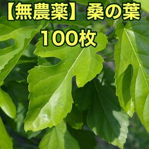 【無農薬】桑の葉　100枚