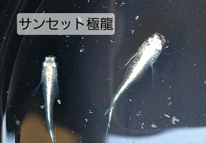 (天王山めだか)サンセット極龍の若魚♂3♀3