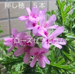 sale!薔薇香ハーブ【ローズゼラニウム】挿し穂（カット枝）5本　蚊よけ・アトピーにも