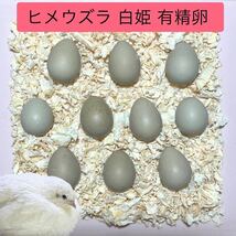 8個　真っ白な白姫　ヒメウズラ　有精卵　新鮮　卵　食用　姫ウズラ　シロヒメウズラ　白姫ウズラ　ひめうずら　送料無料　白姫うずら_画像1