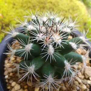 Sclerocactus 天狼 カキコ接ぎ サボテン 多肉植物