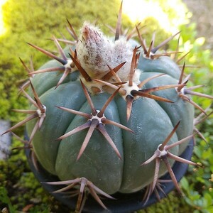 太平丸雷帝からの実生　サボテン 多肉植物