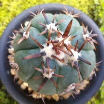 太平丸 実生接ぎ サボテン 多肉植物_画像6