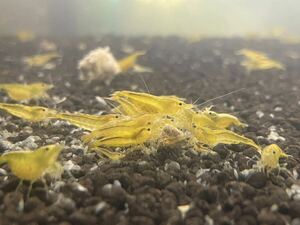 [20 pcs ] yellow Cherry shrimp Random Cherry shrimp freshwater prawn 