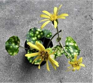 ホタル斑ツワブキと朝鮮野菊