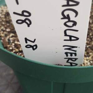 イチジク苗木「 FRAGOLA NERA （ BLACK STRAWBERRY）  」8-98    2023/12月～１月増殖・3/15より順次鉢上げ株の画像10