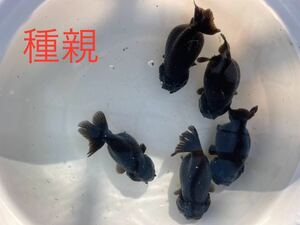 黒らんちゅう 黒ランチュウ 当歳魚20匹セット01