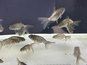 三輪 津軽錦 当歳魚21匹セット