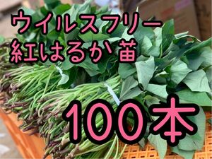 【即日発送対応中！】紅はるか苗☆ウイルスフリー 100本