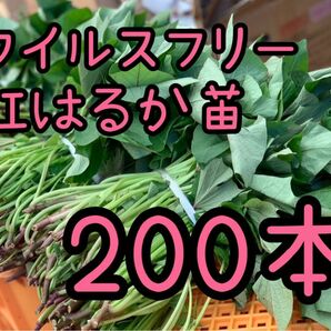 【即日発送対応中！】紅はるか苗☆ウイルスフリー 200本