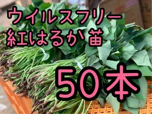 【即日発送対応可！】紅はるか苗☆ウイルスフリー 50本