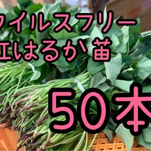 【即日発送対応可！】紅はるか苗☆ウイルスフリー 50本