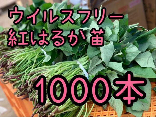 【即日発送対応可！】紅はるか苗☆ウイルスフリー 1000本