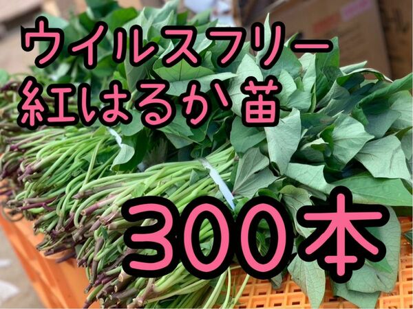 【即日発送対応中！】紅はるか苗☆ウイルスフリー 300本