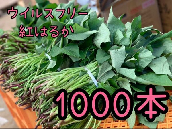 【予約販売対応中！】紅はるか苗☆ウイルスフリー 1000本