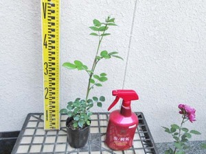 バラ苗　切花品種　和バラ　しすい　紫水　接木新苗