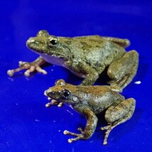 /Vl** 繁殖直前 カジカガエル 体長♂44mm♀68mm_画像1