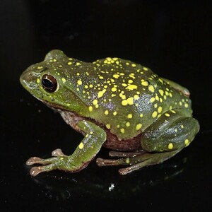 /Vl** yellow .. many * production egg front! Schlegel's green tree frog * length 52mm