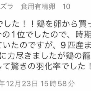 姫ウズラ ヒメウズラ 食用有精卵 10個 今だけ値下げ中！おまけ更に増量中！更に白姫付き！の画像9