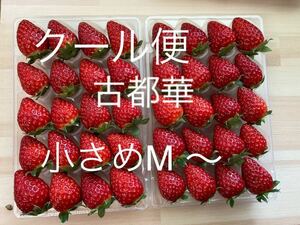 クール便　小さめ　M〜 古都華　橋本農園　奈良県　いちご　ことか　コトカ　苺　イチゴ　