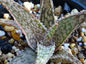 * aloe ' sleeper ' -1* cactus * many meat 