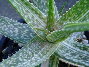 * aloe vera × 'bito-' white ..-1* cactus * many meat 