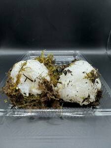シュレーゲルアオガエル　卵塊2個