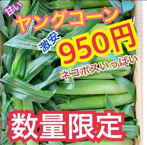 y116 山梨県産　ネコポス満杯　ヤングコーン　ベビーコーン　野菜　とうもろこし