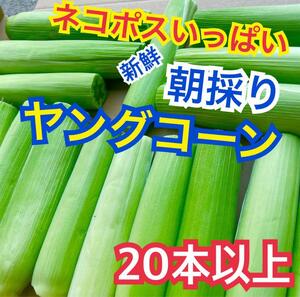 y63山梨県産　ヤングコーン　ベビーコーン　２０本以上入　野菜　とうもろこ