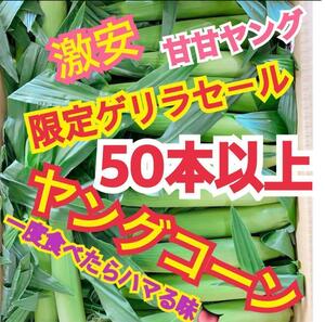 F42山梨県産　ヤングコーン　ベビーコーン　50本以上　　とうもろこし