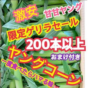 K31 Yamanashi префектура производство Young кукуруза baby кукуруза 200шт.@ и больше овощи кукуруза 