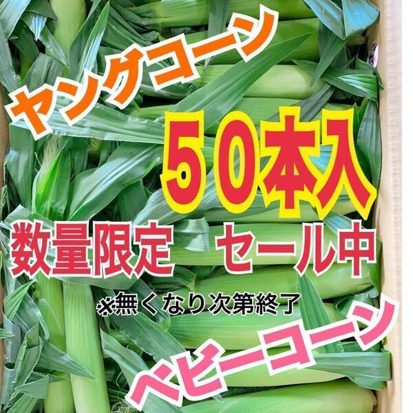 yc33 山梨県産　ヤングコーン　ベビーコーン　50本入　野菜　とうもろこし