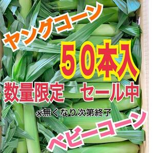 yc34 山梨県産　ヤングコーン　ベビーコーン　50本入　野菜　とうもろこし