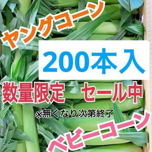 yn31 Yamanashi префектура производство Young кукуруза baby кукуруза 200 шт. входит овощи кукуруза 