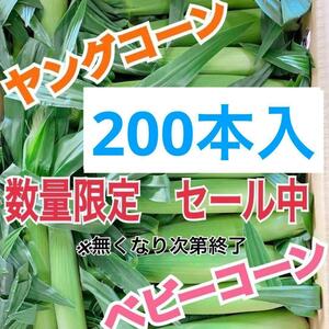 yn31山梨県産　ヤングコーン　ベビーコーン　200本入　野菜　とうもろこし