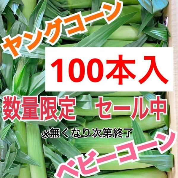 yx32山梨県産　ヤングコーン　ベビーコーン　100本入　野菜　とうもろこし