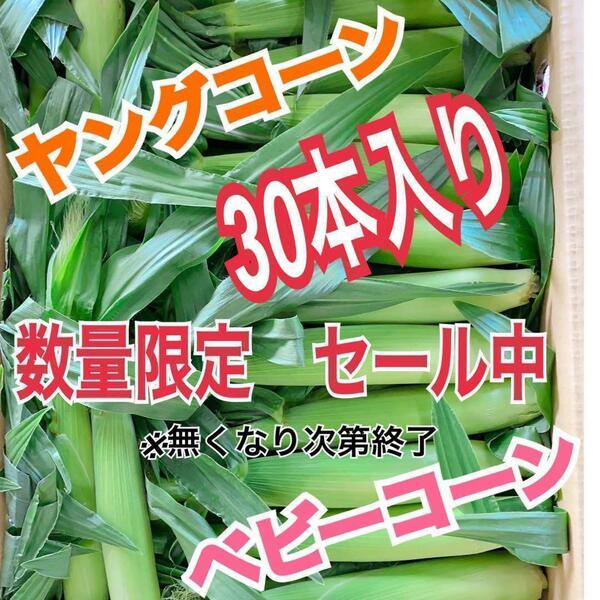 yc26山梨県産　ヤングコーン　ベビーコーン　30本入　野菜　とうもろこし