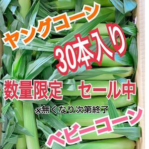 yc27山梨県産　ヤングコーン　ベビーコーン　30本入　野菜　とうもろこし