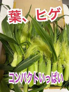 y118 Yamanashi префектура производство compact полный кубок Young кукуруза. hige, лист овощи кукуруза 
