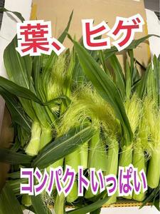 y123 山梨県産　コンパクト満杯　ヤングコーンのヒゲ、葉　野菜　とうもろこし