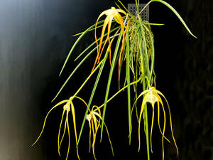 洋蘭　Brassavola Cucullata　SOH-135 