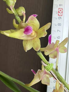 洋蘭　Aerides cootesii x V.flabellata　SOH-161　