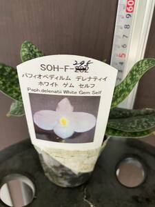 . орхидея Paph.delenatii White Gem Self SOH-F-295