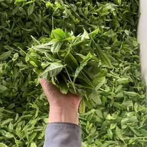 奉仕品200g3袋 茶農家直売 無農薬・無化学肥料栽培 シングルオリジンの画像8