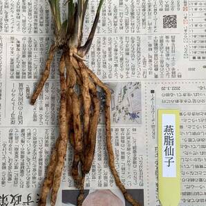 中国春蘭 「臙脂仙子」 3本立 新芽付き 花芽付き 葉長は約46cm (春蘭、日本春蘭、東洋蘭、寒蘭)の画像4