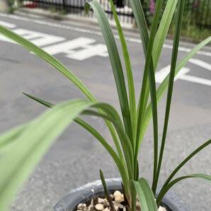 中国春蘭 「臙脂仙子」 3本立 新芽付き 花芽付き 葉長は約46cm (春蘭、日本春蘭、東洋蘭、寒蘭)の画像9