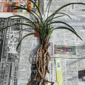 中国春蘭 春蘭名品 「冠神」 5本立 新芽付き 花が止んだ 葉長は約38cm (春蘭、日本春蘭、東洋蘭、寒蘭)の画像3