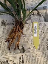 中国春蘭 「金富貴」 大富貴覆輪芸　3本立 新芽付き 葉長は約28cm (春蘭、日本春蘭、東洋蘭、寒蘭)_画像3